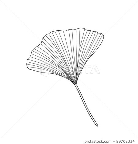 Fresh ginkgo leaf black and white outline hand drawn vector illustration, floral medicinal organic detailed plant, Japanese cultural symbol, eco-friendly environment concept Fresh ginkgo leaf black and white outline hand drawn vector illustration, floral medicinal organic detailed plant, Japanese cultural symbol, eco-friendly environment concept 89702334