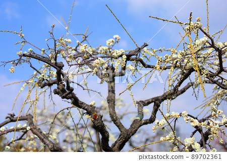 White flower flowers White flower flowers 89702361