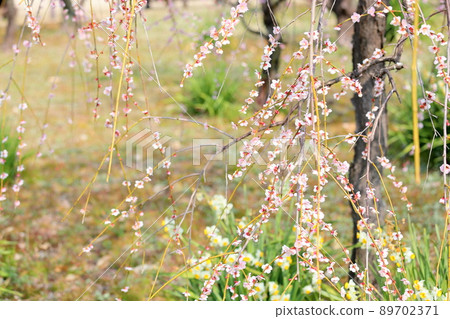 白垂梅 白垂梅 89702371