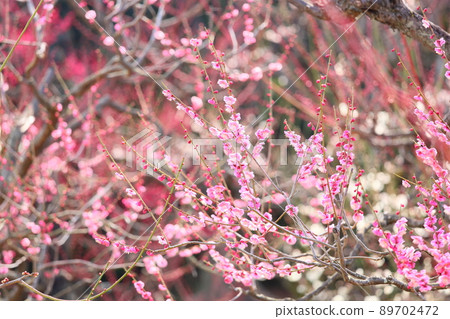 粉紅色的梅花 粉紅色的梅花 89702472