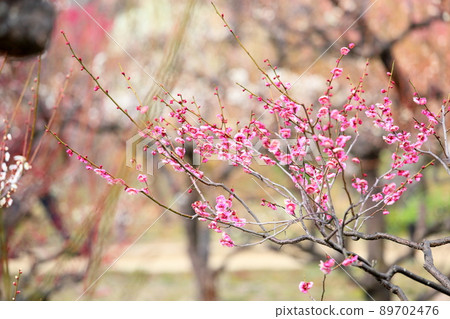 Pink plum blossom 89702476