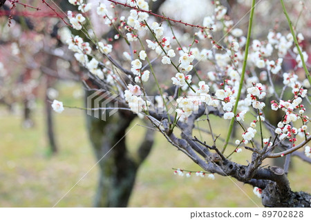 Plum blossom Koume 89702828