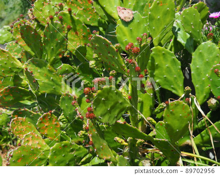 Close-up of spring prickly pear cactus with many buds 89702956