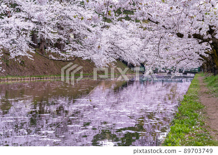 Sakura Hanakei Sakura Spring Japan Hirosaki Park Aomori Sakura Hanakei Sakura Spring Japan Hirosaki Park Aomori 89703749