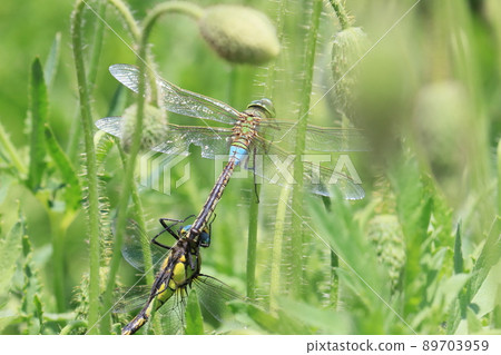 Anax parthenope Satoyama 風景的交配 89703959