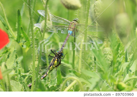 Anax parthenope Satoyama 風景的交配 Anax parthenope Satoyama 風景的交配 89703960