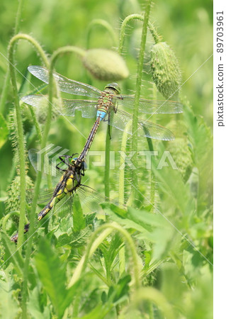 Copulation of Anax parthenope Satoyama scenery 89703961