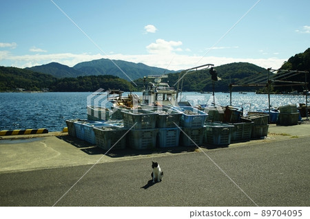 A cat living in the port of Lake Hinata A cat living in the port of Lake Hinata 89704095