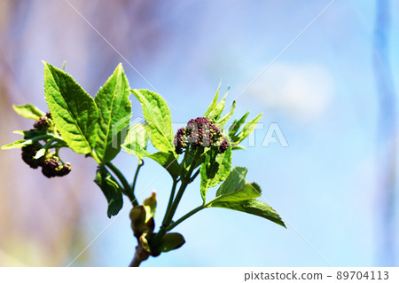 Elder bud Elder bud 89704113