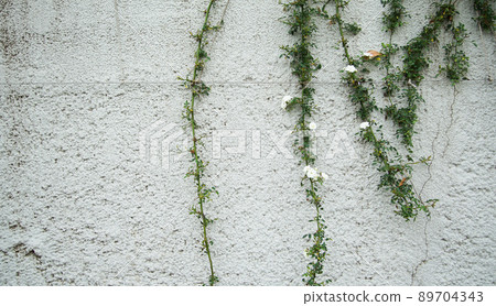 牆上的常春藤和白花 牆上的常春藤和白花 89704343