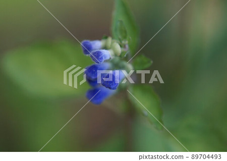 黃芩芽五月 89704493