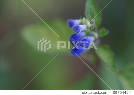 黃芩芽五月 黃芩芽五月 89704494