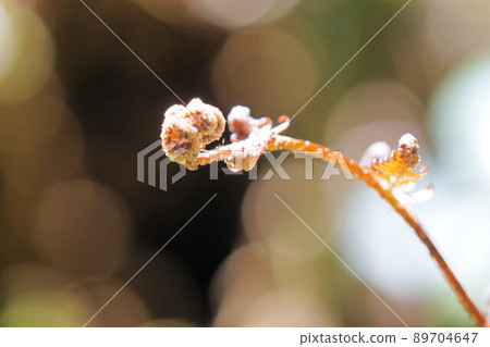 蕨芽五月 89704647