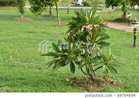 a frangipani tree on a green lawn a frangipani tree on a green lawn 89704694