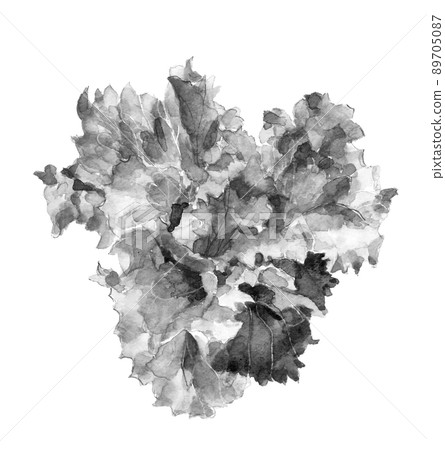 Lettuce monotone where heading has begun [ink painting style watercolor] Material White background Transparent background 89705087