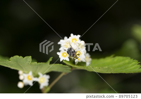 平田甲蟲 平田甲蟲 89705123