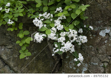 Marubautsugi 89705132