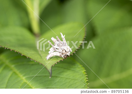 Minor butterfly 89705136