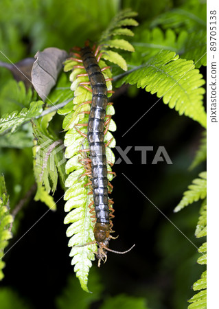 centipede 89705138