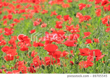 Charley Poppy Poppy Poppy Kokuriko Charley Poppy Poppy Poppy Kokuriko 89705545