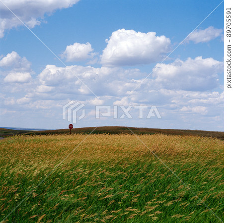 Reeds and fields 89705591
