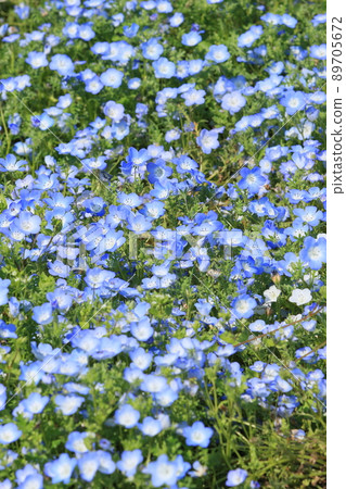 喜林草 喜林草 89705672