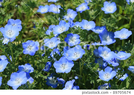 喜林草 喜林草 89705674