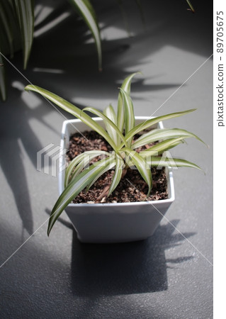 Orizururan potted plant 89705675