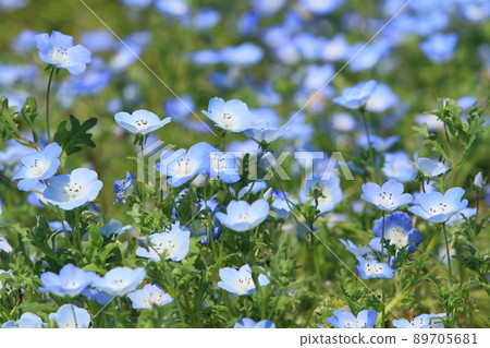 Nemophila Nemophila 89705681
