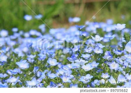 Nemophila Nemophila 89705682