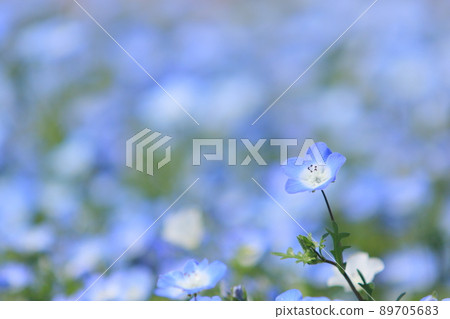 Nemophila Nemophila 89705683