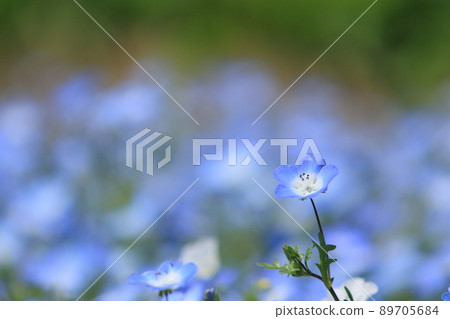 Nemophila Nemophila 89705684