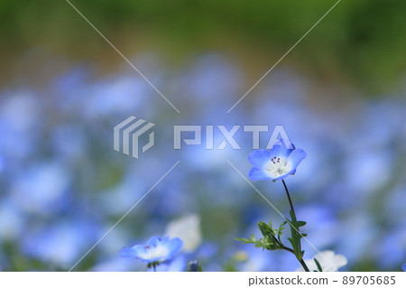Nemophila Nemophila 89705685