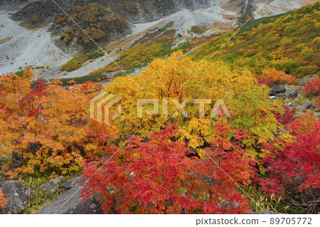 懶惰捲毛新鮮的葉子 懶惰捲毛新鮮的葉子 89705772