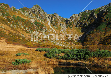 秋葉的Senjyo Kiki捲曲 89705774