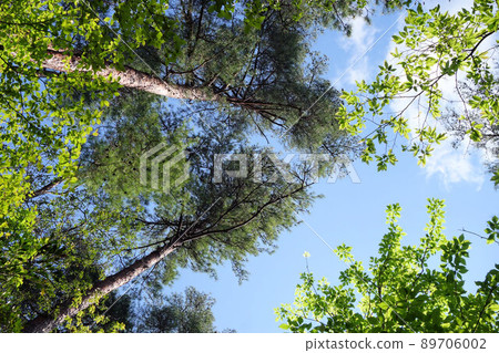 五月我在山路上看到的一棵高大的松樹 89706002