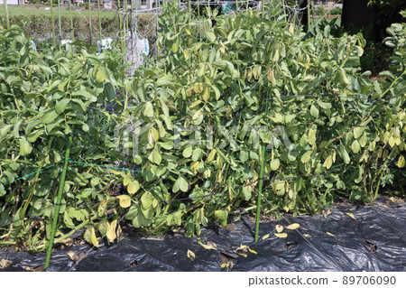 蠶豆田晚收 89706090