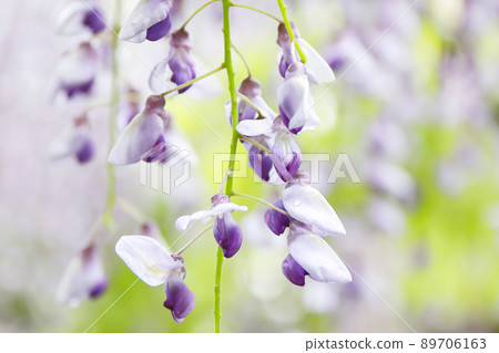 Wisteria flower wisteria shelf Wisteria flower wisteria shelf 89706163