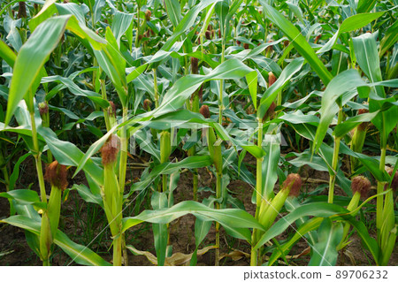 Corn field close up. Selective focus.Green Maize Corn Field Plantation in Summer Agricultural Season. 89706232