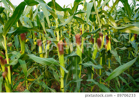 Corn field close up. Selective focus.Green Maize Corn Field Plantation in Summer Agricultural Season. Corn field close up. Selective focus.Green Maize Corn Field Plantation in Summer Agricultural Season. 89706233