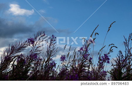 Blooming Willow herb, Ivan tea on blue sky. Willow-herb meadow. willow-herb tea, 89706483