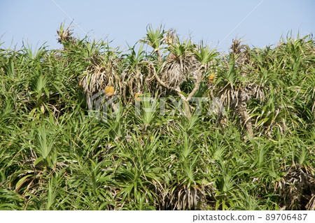 熱帶菠蘿狀植物 89706487