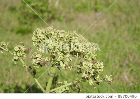 野草特寫 野草特寫 89706490