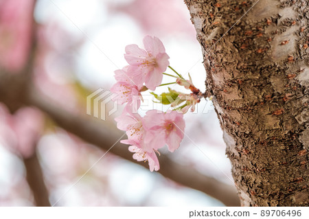 河津櫻花 河津櫻花 89706496