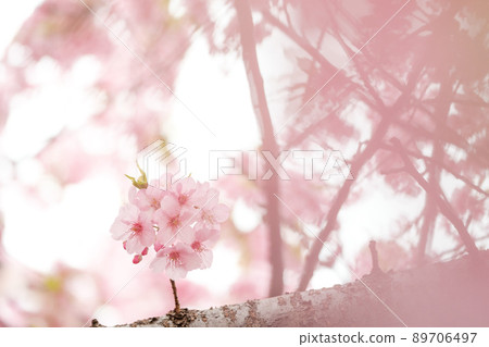 河津櫻花 河津櫻花 89706497