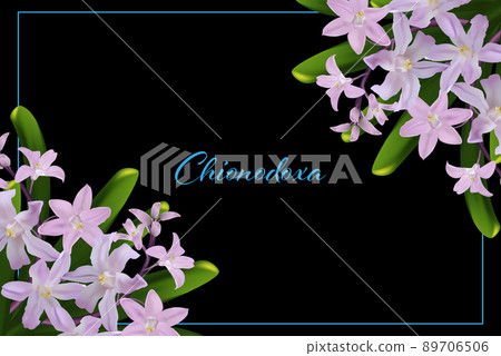 Bouquet of realistic pink chionodox flowers on dark background, spring poster frame Bouquet of realistic pink chionodox flowers on dark background, spring poster frame 89706506