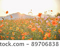 Cosmos 89706838