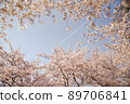 Cherry Blossom 89706841