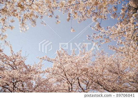 Cherry Blossom 89706841