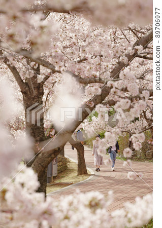 Cherry Blossom 89706977